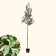 quercus ilex boom