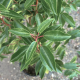 blad Prunus lusitanica angustifolia
