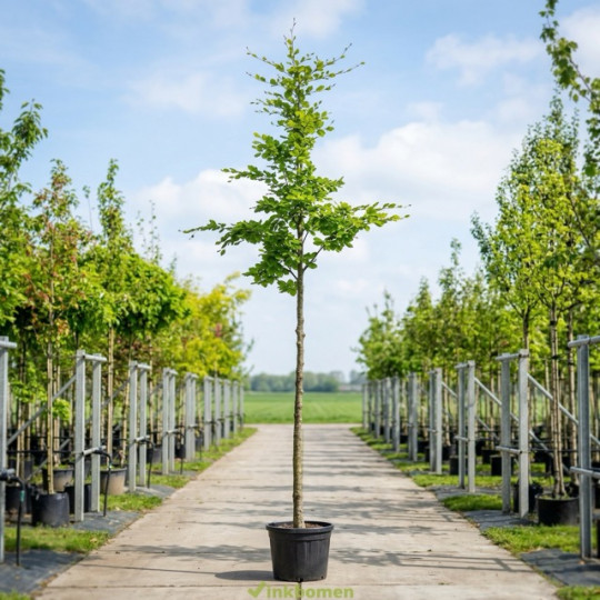 Groene beuk, Fagus Sylvatica