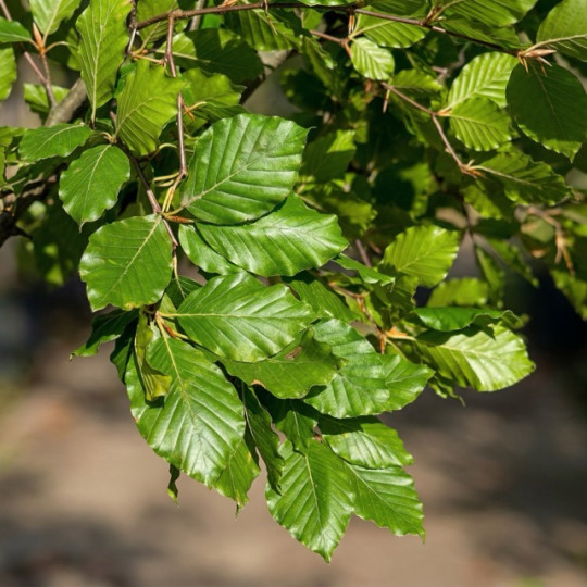 Groene beuk, Fagus Sylvatica blad