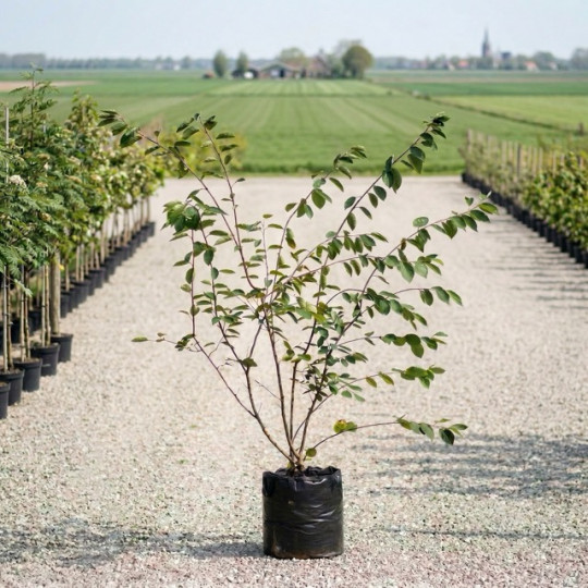 meerstammige krentenboom