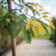 Gleditsia triacanthos Sunburst blad