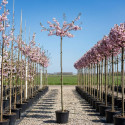 Bolkers, Prunus Autumnalis Rosea