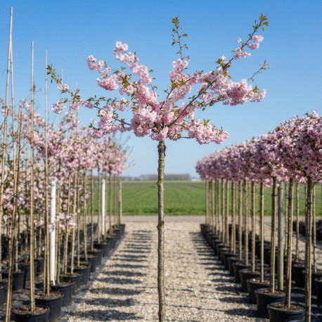 Bolkers, Prunus Autumnalis Rosea