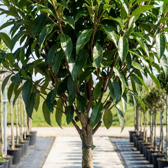 portugese laurier op stam blad
