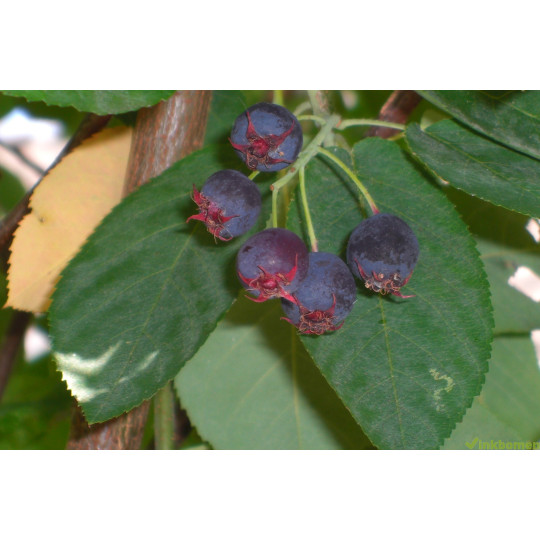 Amelanchier lamarckii, krentenboom