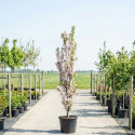 Prunus serrulata 'Amanogawa'