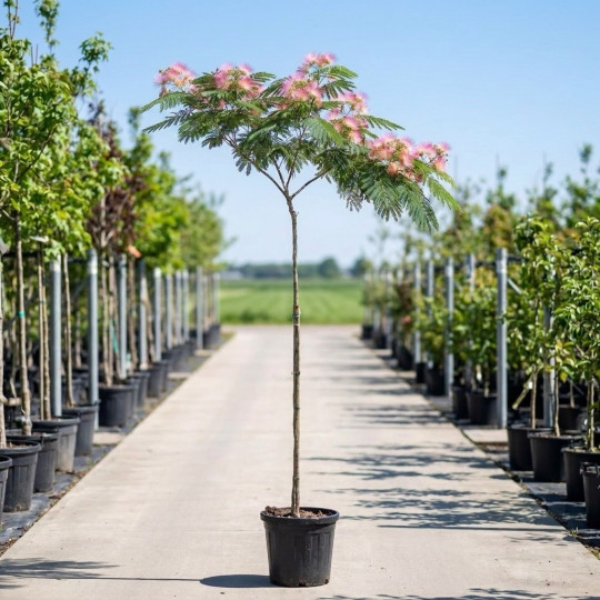 Perzische slaapboom