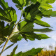 Dakmoerbei, Morus Alba fruitless bestellen bij Vinkbomen.nl?