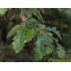Quercus Cerris, moseik, Turkse eik