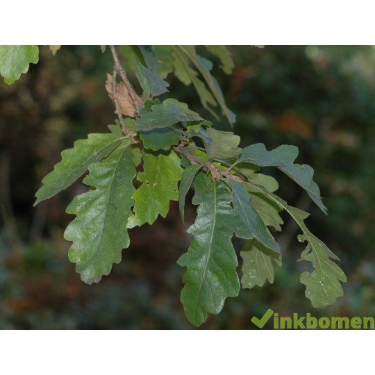 Quercus Cerris, moseik, Turkse eik
