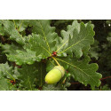Quercus Robur, zomereik