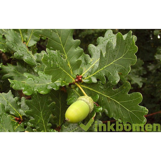 Quercus Robur, zomereik
