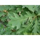 Quercus Rubra, Amerikaanse eik