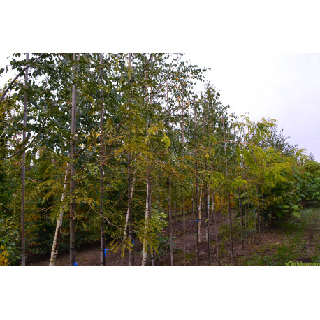 Gleditsia triacanthos Sunburst