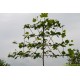 Leiplataan, Platanus hisp. Acerifolia