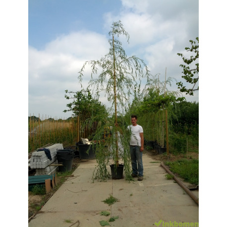 Treurwilg, Salix sepulcralis Chrysocoma