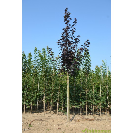 Acer platanoides Royal Red, Rode esdoorn