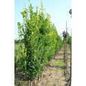 Quercus robur Fastigiata Koster, zuileik