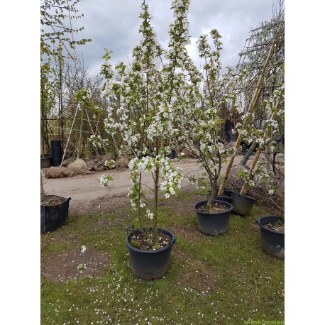 Sierappel struik, Malus red Sentinel struik 