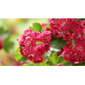Crataegus med. Paul Scarlet, meidoorn