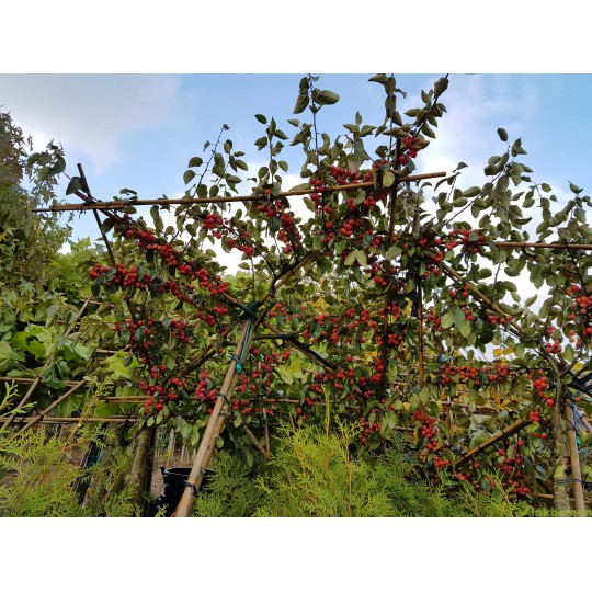 Daksierappel, Malus red Sentinel meerjarig voorgeleid