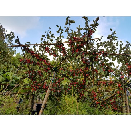 Daksierappel, Malus red Sentinel meerjarig voorgeleid