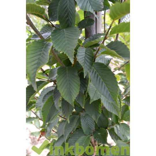 Carpinus betulus Fastigiata