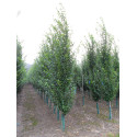 Carpinus betulus Fastigiata
