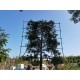Thuja Brabant, Coniferen leivorm leiboom groenblijvend
