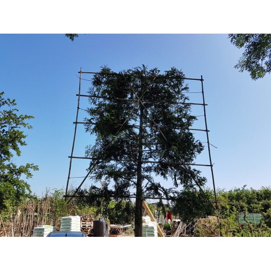 Thuja Brabant, Coniferen leivorm leiboom groenblijvend