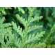 Thuja Brabant, Coniferen leivorm leiboom groenblijvend