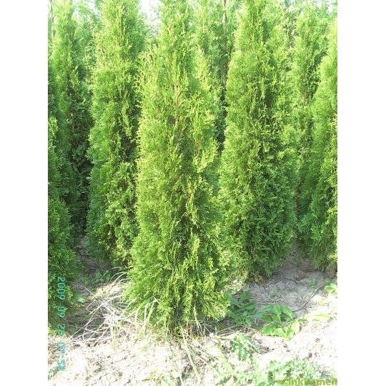 Thuja Brabant, Coniferen