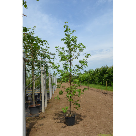 Liquidambar styraciflua