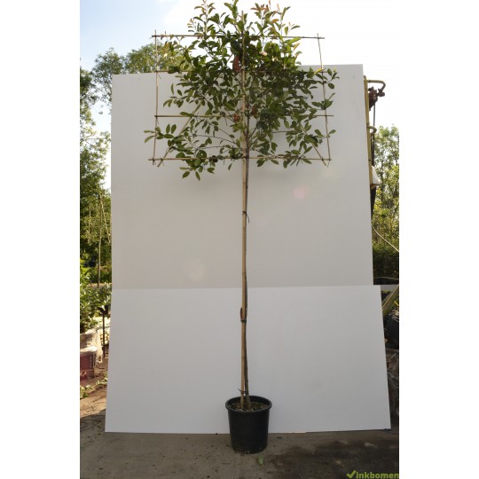 Leiphotinia, lei-glansmispel