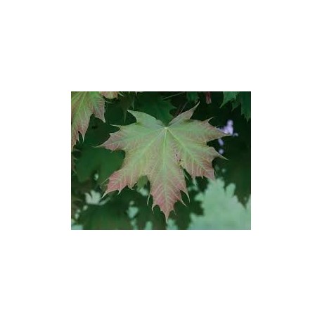 Bol esdoor, Acer plat. Globosum