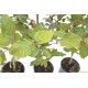 Fagus sylvatica