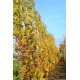 Quercus robur Fastigiata Koster, zuileik