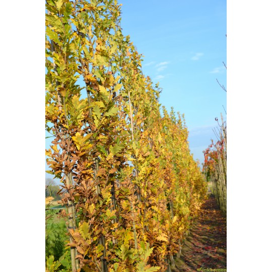 Quercus robur Fastigiata Koster, zuileik