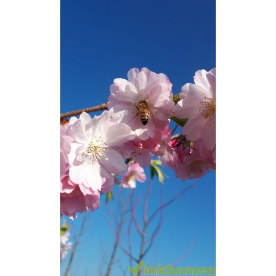 Bolkers, Prunus Autumnalis Rosea