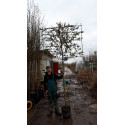 quercus ilex steeneik wintergroen grijsbladig groenblijvend en blad houdend leiboom leisteeneik lei eik  leisteeneik