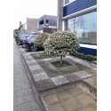 viburnum tinus op stam