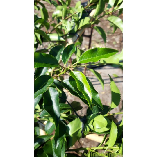 Portugese Laurier leiboom, Prunus Lusitanica Angustifolia