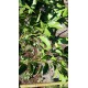 Portugese Laurier leiboom, Prunus Lusitanica Angustifolia