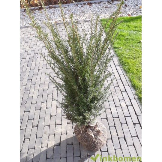 Taxus Baccata 60-80