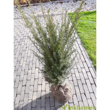 Taxus Baccata 60-80