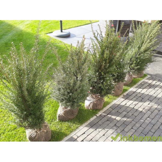 Taxus Baccata haag