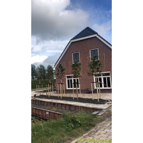 Leibeuk, Fagus sylvatica