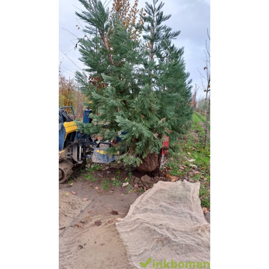 Mammoetboom, Sequoiadendron giganteum