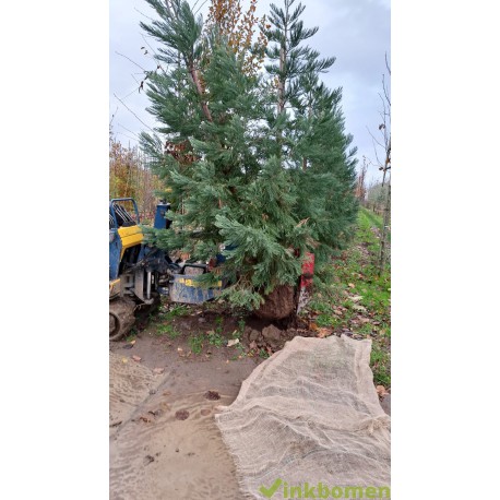 Mammoetboom, Sequoiadendron giganteum